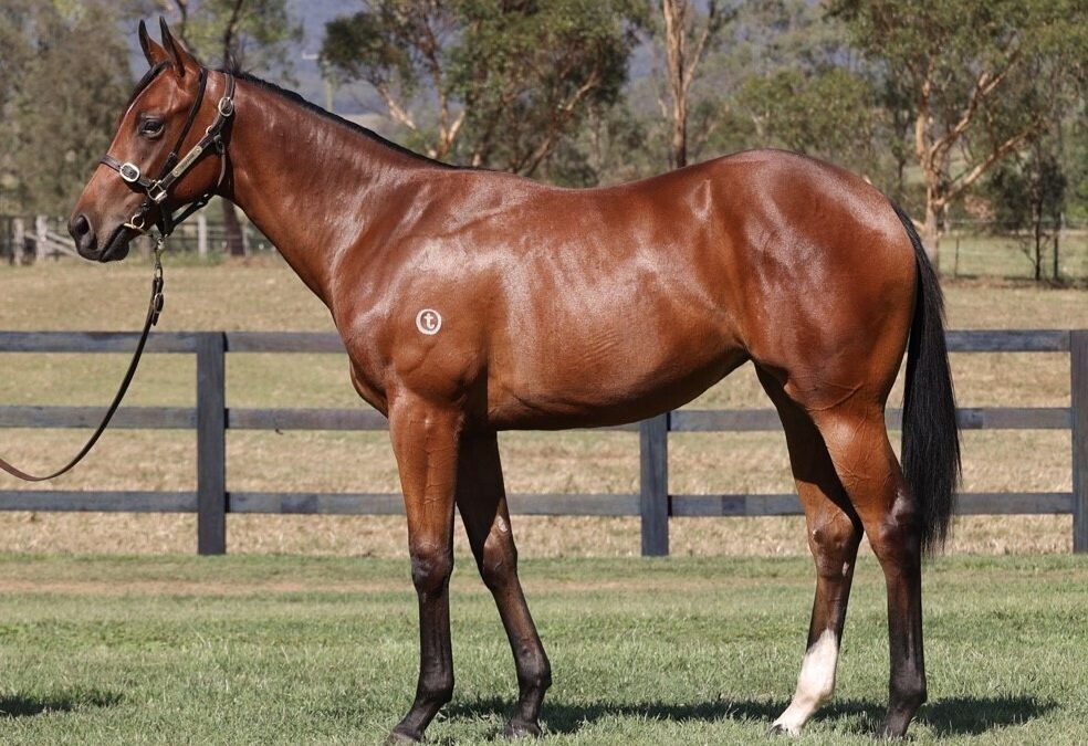 Bellevue Hill x Brumbies Magic ’21 Filly