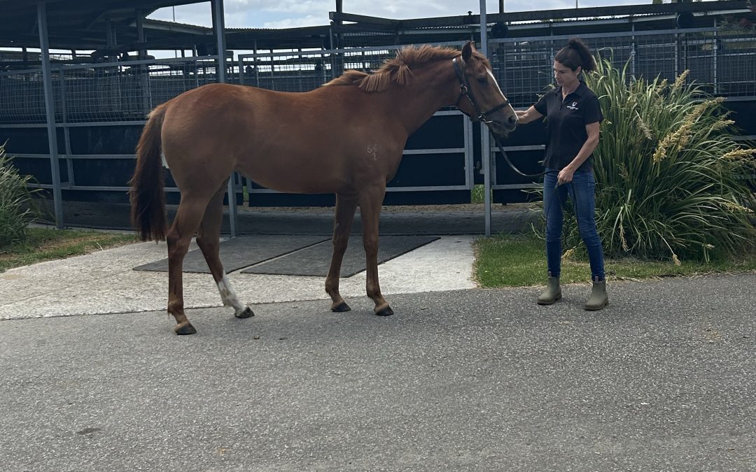 Supido x Mary Magpie ’22 Filly
