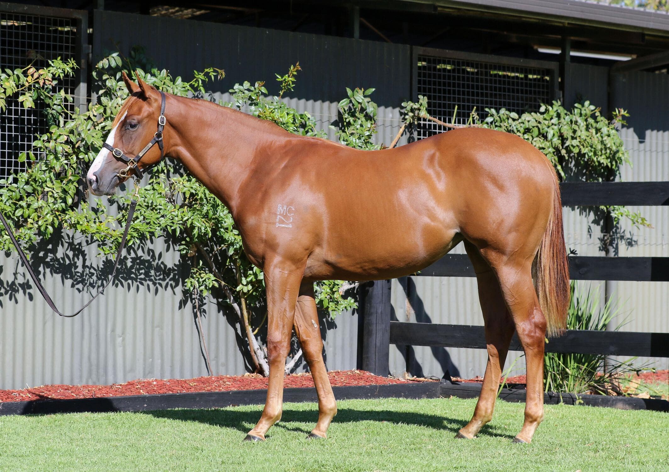 Anders x She Loves You Filly